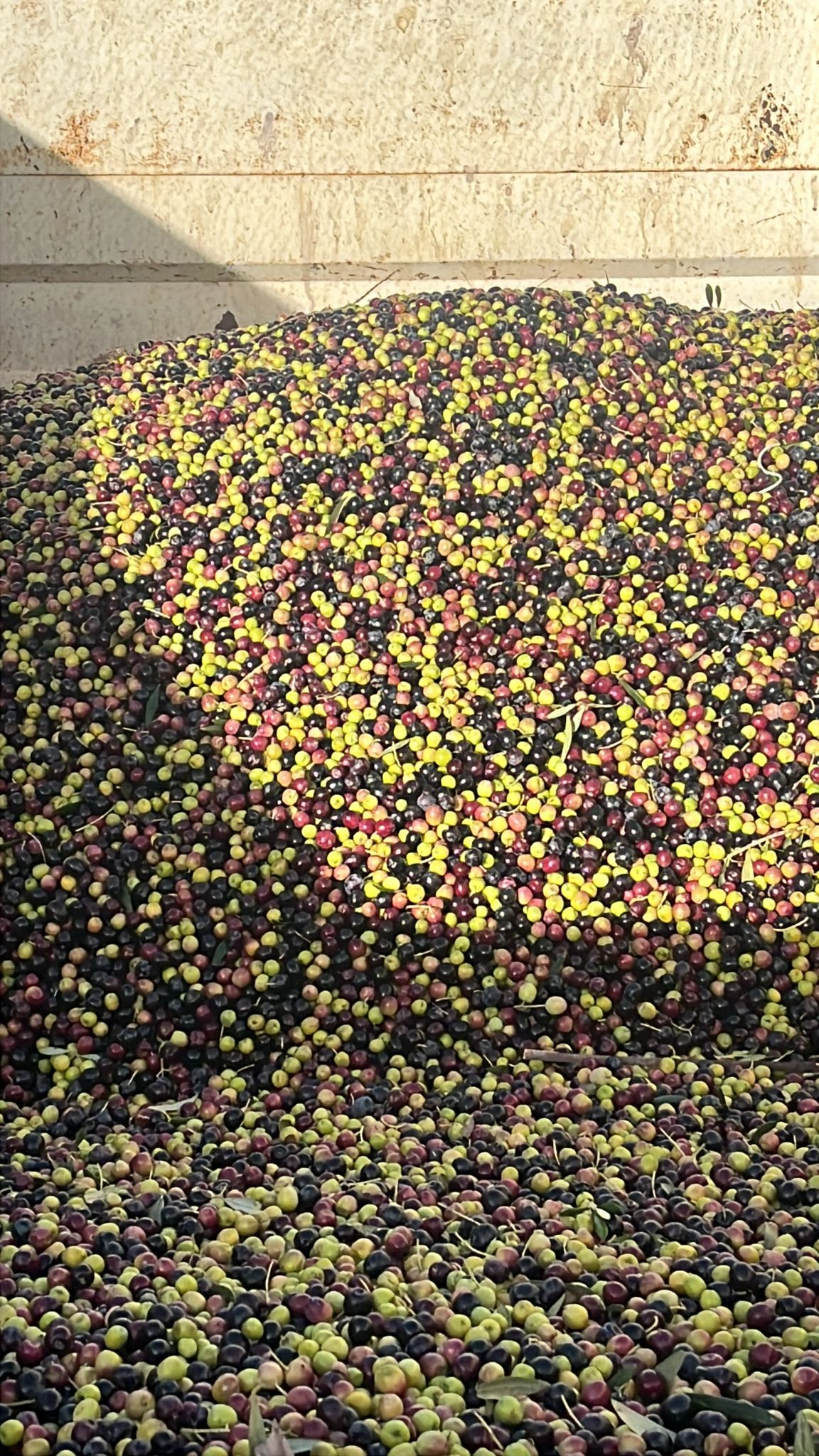 PHOTO-2025-11-13-18-26-00 (3)